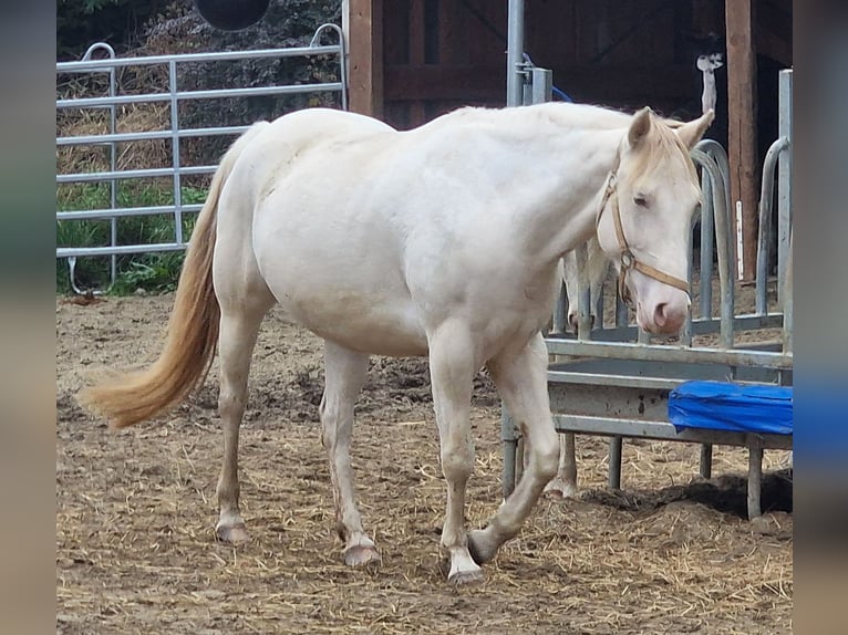 American Paint Horse Klacz 4 lat 146 cm Srokata in Obertaufkirchen