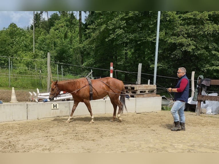 American Paint Horse Klacz 4 lat 147 cm Ciemnokasztanowata in Thomasreit