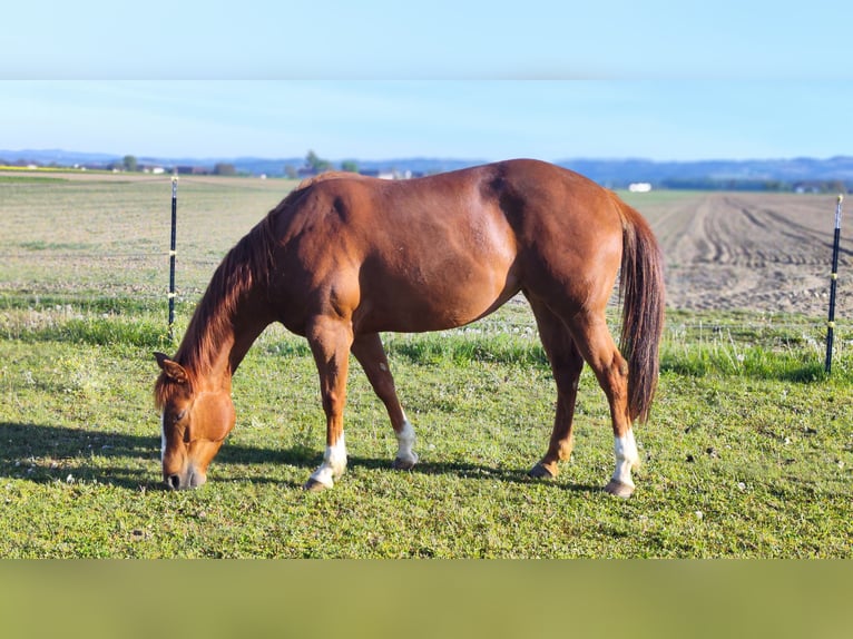 American Paint Horse Klacz 4 lat 147 cm Kasztanowata in Labing