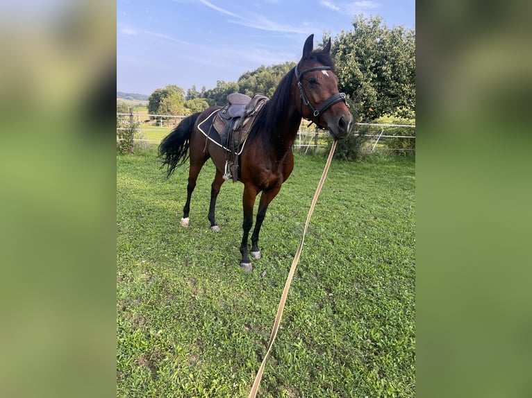 American Paint Horse Klacz 4 lat 148 cm Gniada in Lottstetten