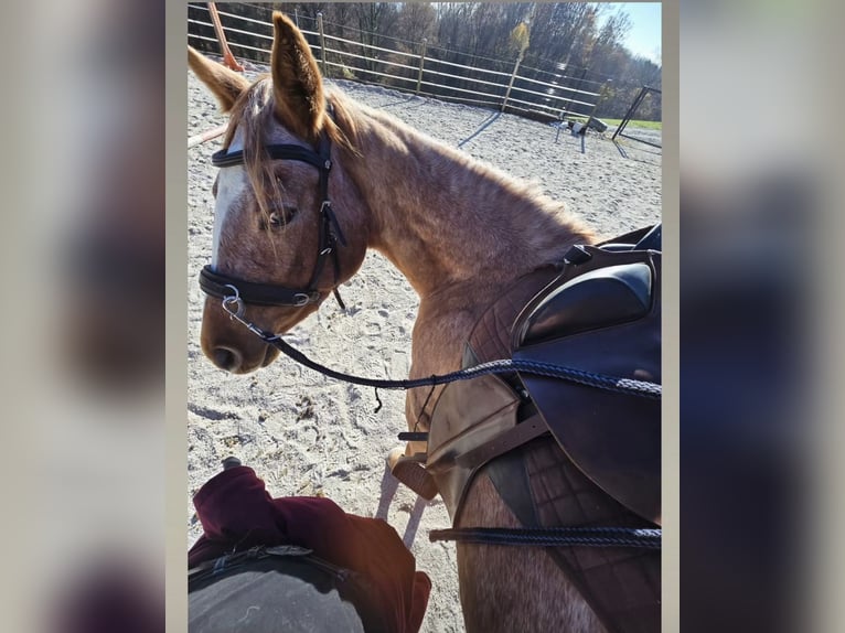 American Paint Horse Klacz 4 lat 148 cm Rabicano in Spodnji ivanjci