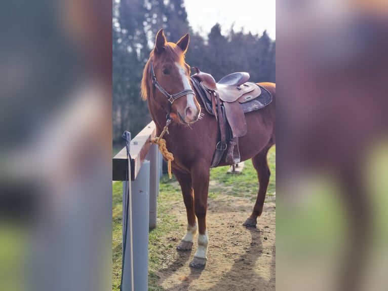 American Paint Horse Klacz 4 lat 150 cm Ciemnokasztanowata in Mitterkirchen