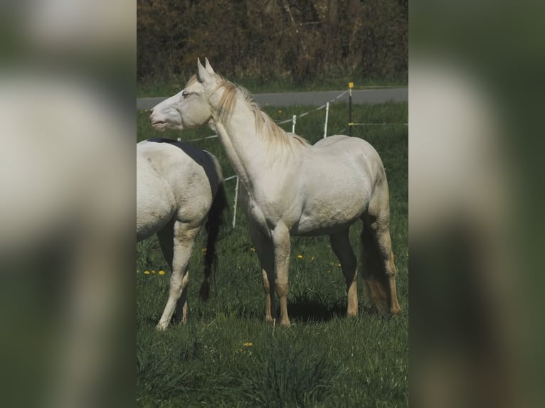 American Paint Horse Klacz 4 lat 150 cm Cremello in Warburg