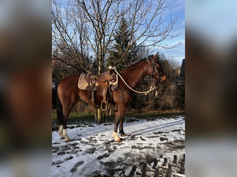 American Paint Horse Klacz 4 lat 150 cm Gniada in Freidorf