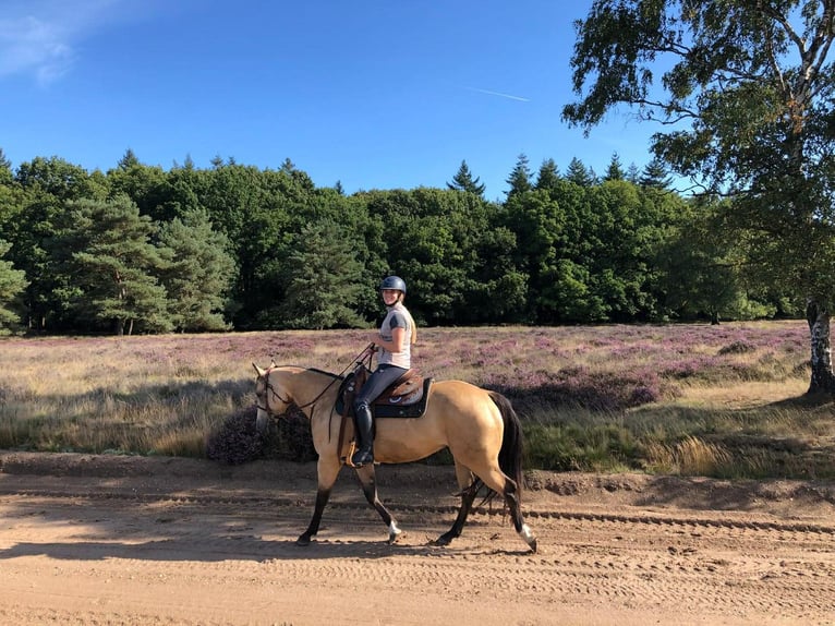 American Paint Horse Klacz 4 lat 150 cm Jelenia in Ede