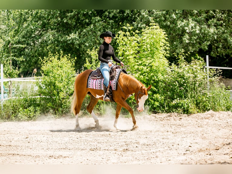 American Paint Horse Klacz 4 lat 150 cm Kasztanowata in Lampertheim