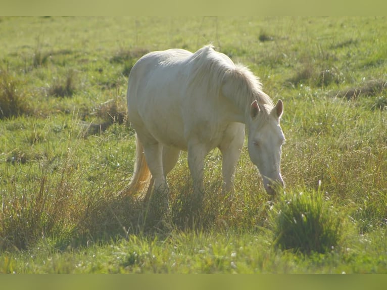 American Paint Horse Klacz 4 lat 150 cm Perlino in Warburg