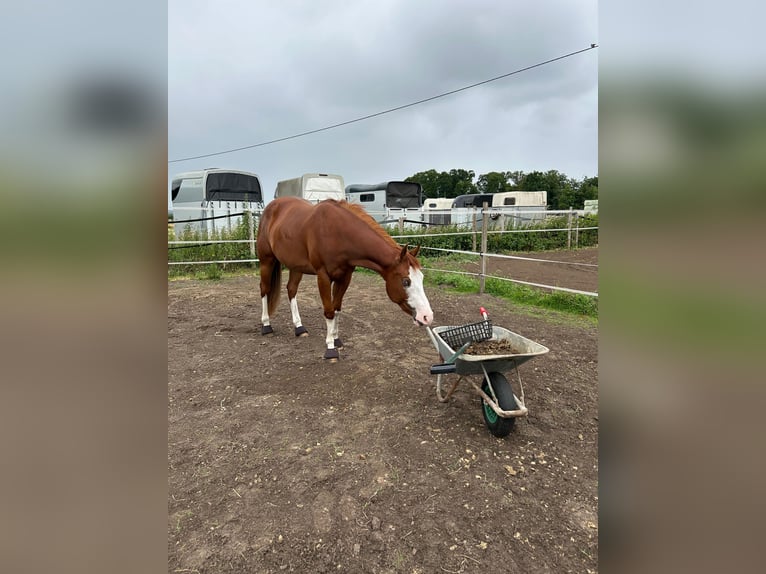 American Paint Horse Klacz 4 lat 151 cm Tobiano wszelkich maści in Lüdinghausen