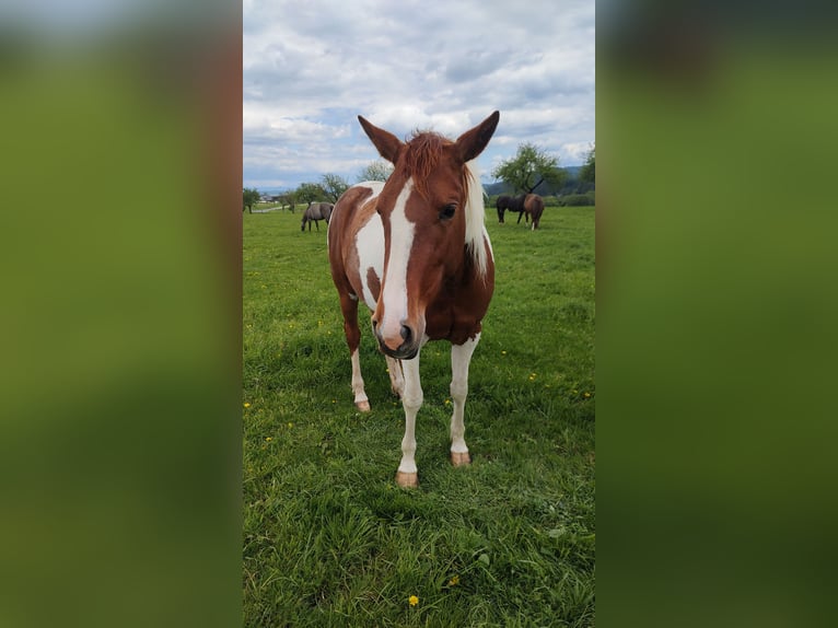 American Paint Horse Klacz 4 lat 155 cm Kasztanowata in Lučivná