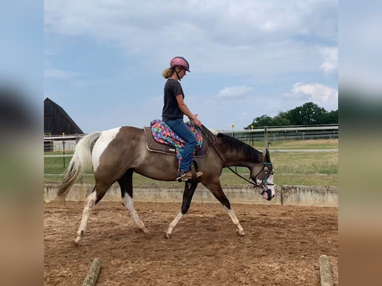 American Paint Horse Klacz 4 lat 156 cm Grullo in Ellwangen (Jagst)