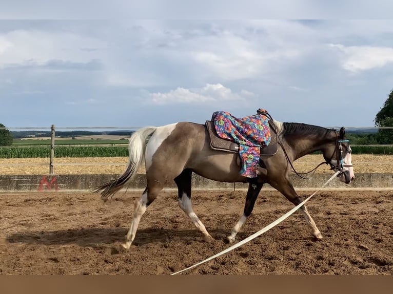 American Paint Horse Klacz 4 lat 156 cm Grullo in Ellwangen (Jagst)