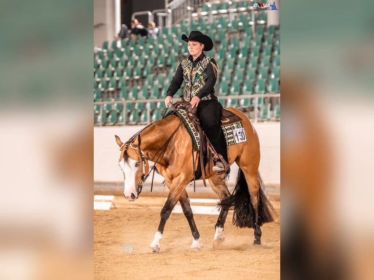American Paint Horse Klacz 4 lat 156 cm Jelenia in Gefrees