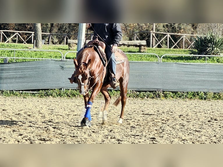 American Paint Horse Klacz 4 lat  in Roma