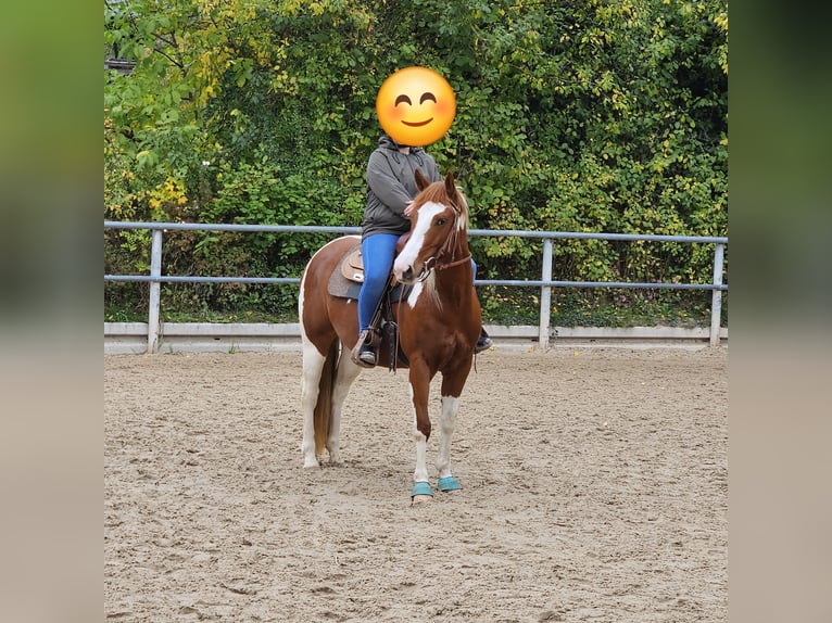 American Paint Horse Klacz 4 lat Srokata in Bovenden