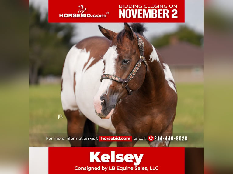 American Paint Horse Klacz 4 lat Srokata in Terrell