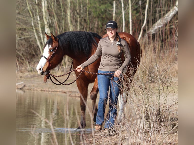 American Paint Horse Mix Klacz 4 lat Tobiano wszelkich maści in Oberhausen