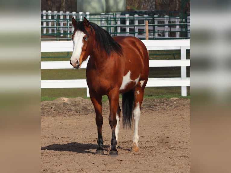American Paint Horse Mix Klacz 4 lat Tobiano wszelkich maści in Oberhausen