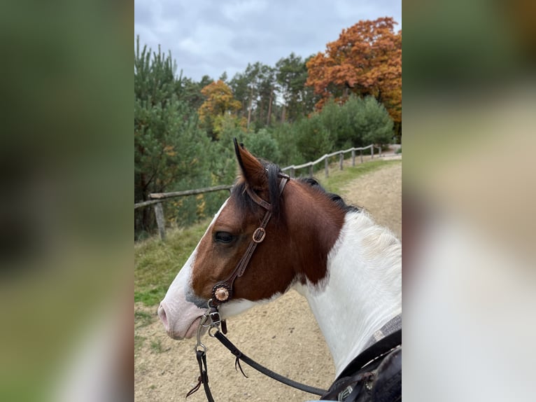 American Paint Horse Klacz 5 lat 137 cm Tobiano wszelkich maści in Schinveld