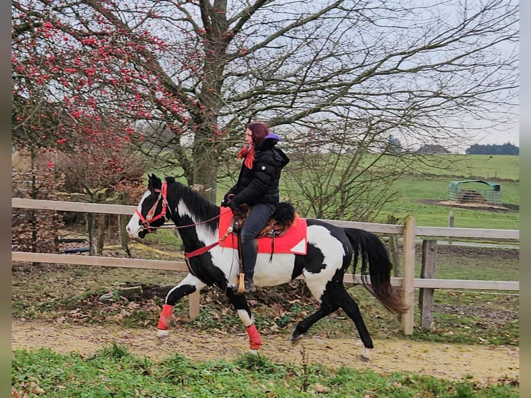 American Paint Horse Klacz 5 lat 152 cm Overo wszelkich maści in Linkenbach
