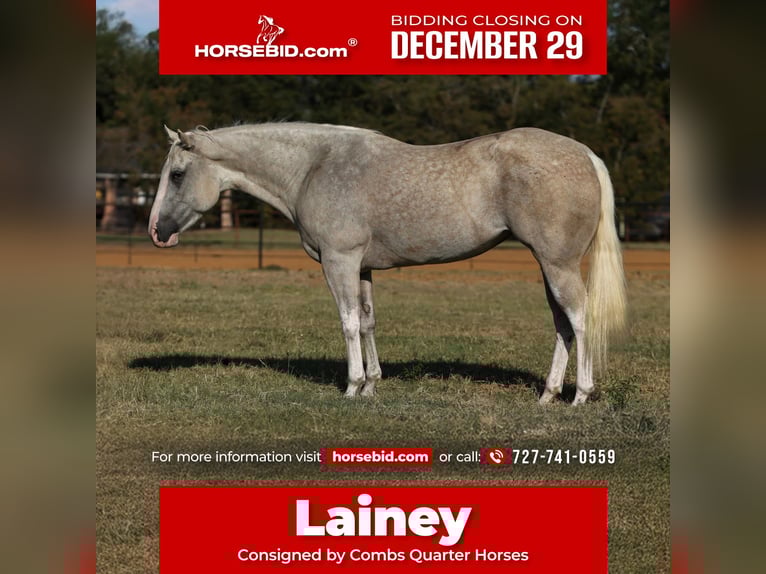 American Paint Horse Klacz 5 lat 155 cm Izabelowata in Cleburne