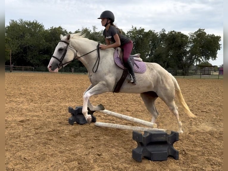American Paint Horse Klacz 5 lat 155 cm Izabelowata in Cleburne