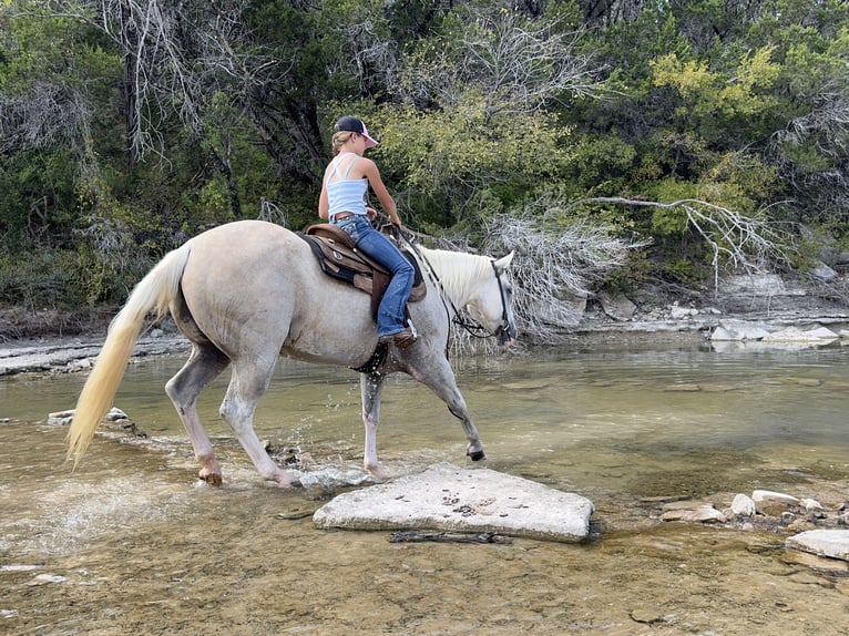 American Paint Horse Klacz 5 lat 155 cm Izabelowata in Cleburne