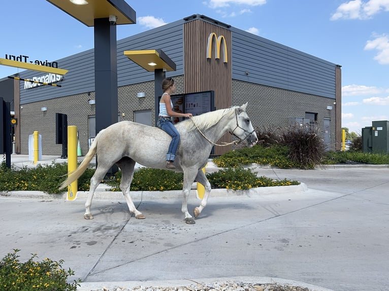 American Paint Horse Klacz 5 lat 155 cm Izabelowata in Cleburne