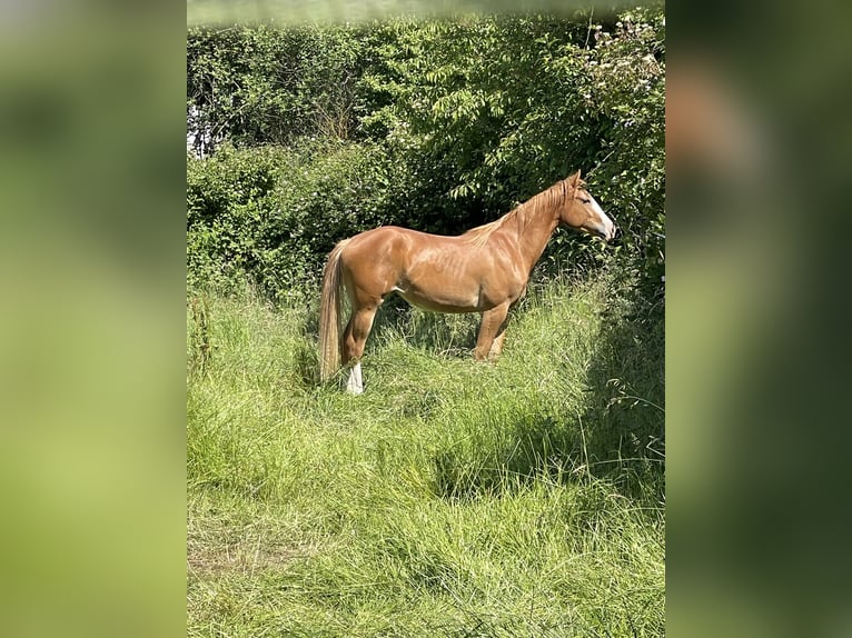 American Paint Horse Klacz 5 lat 155 cm Kasztanowata in Langgöns