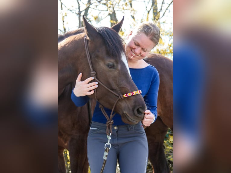 American Paint Horse Klacz 5 lat 158 cm Ciemnokasztanowata in Götzendorf
