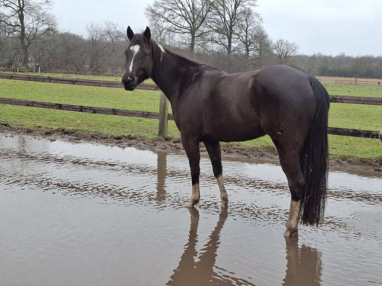 American Paint Horse Klacz 5 lat 158 cm Kara in Münster