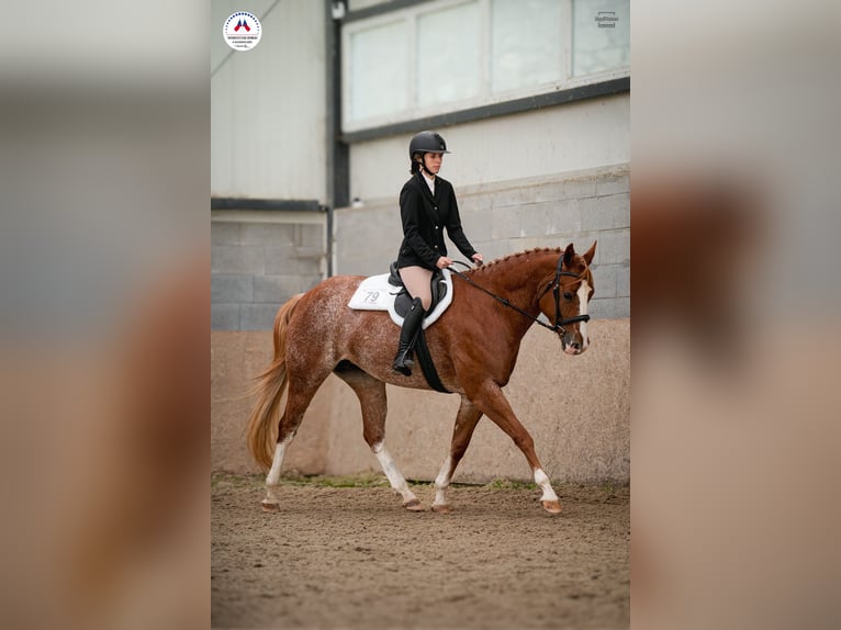 American Paint Horse Klacz 5 lat 160 cm  in Beroun