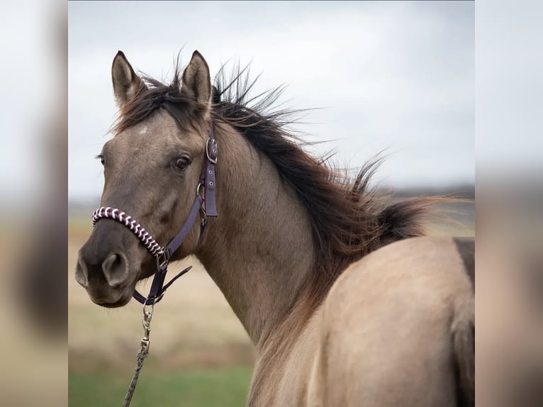 American Paint Horse Mix Klacz 5 lat 162 cm Grullo in Schwaikheim