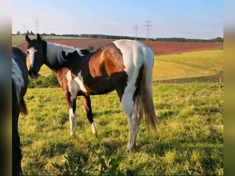 American Paint Horse Klacz 5 lat Tobiano wszelkich maści in Eppelborn