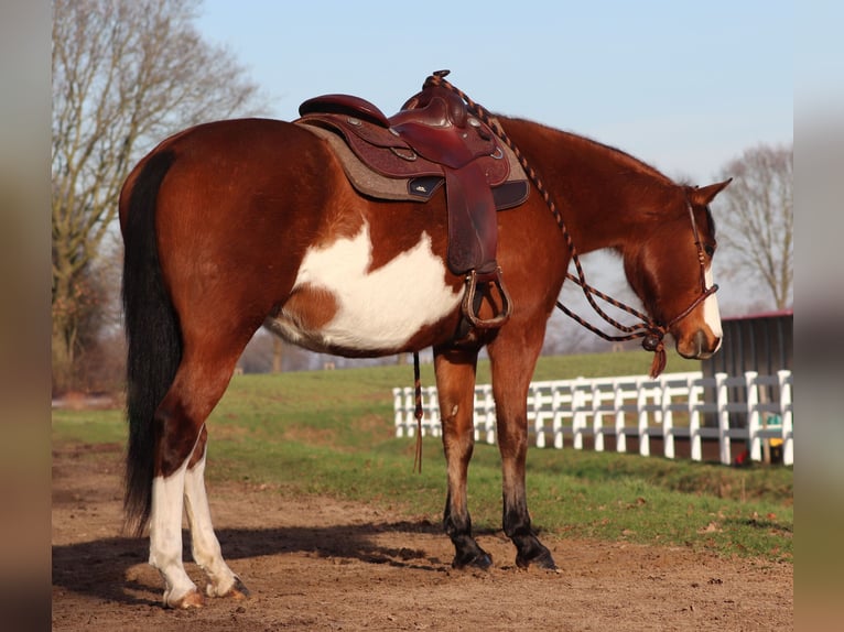 American Paint Horse Mix Klacz 5 lat Tobiano wszelkich maści in Oberhausen