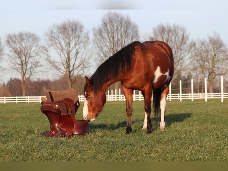 American Paint Horse Mix Klacz 5 lat Tobiano wszelkich maści in Oberhausen