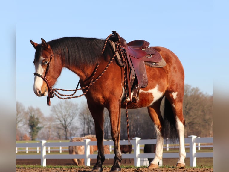 American Paint Horse Mix Klacz 5 lat Tobiano wszelkich maści in Oberhausen