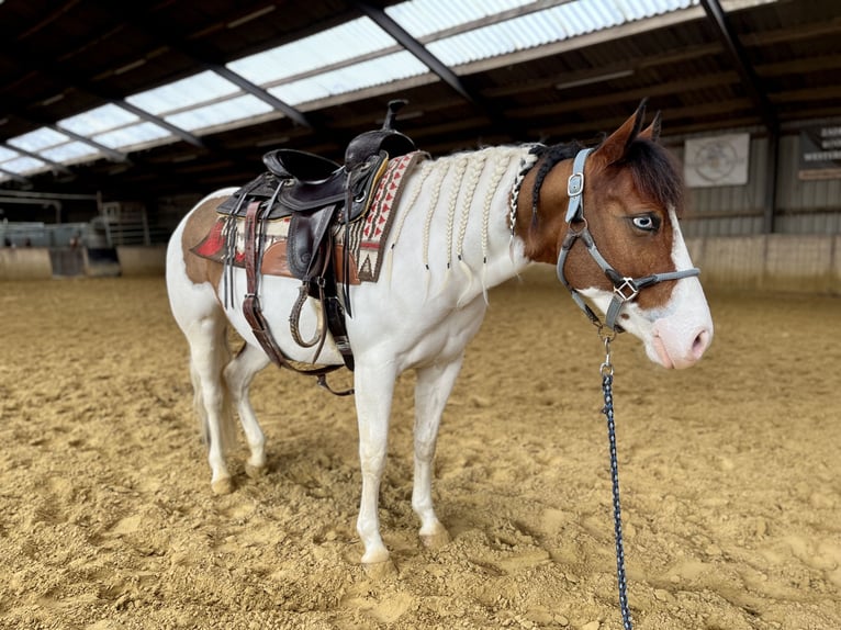 American Paint Horse Klacz 6 lat 137 cm Tobiano wszelkich maści in Schinveld