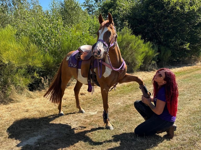 American Paint Horse Klacz 6 lat 146 cm Srokata in Linkenbach