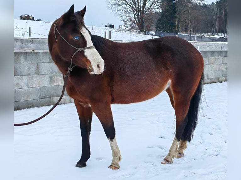 American Paint Horse Klacz 6 lat 147 cm Rabicano in Beelitz