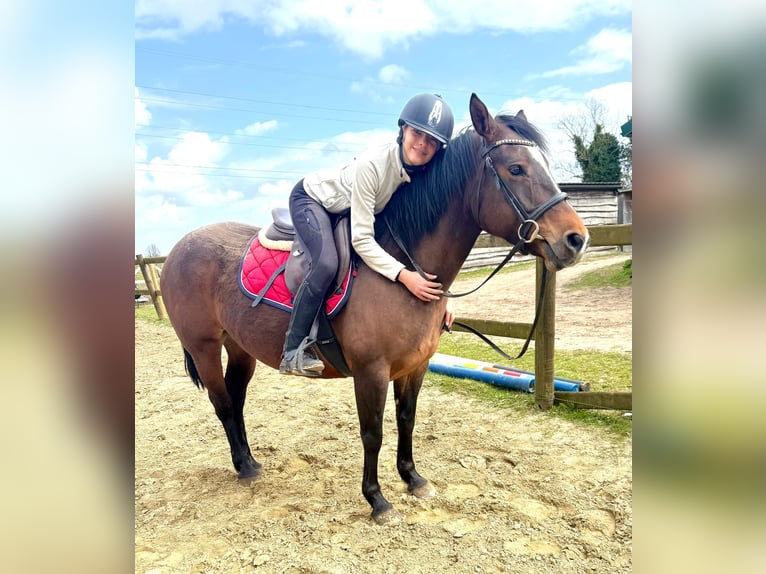 American Paint Horse Klacz 6 lat 150 cm Gniada in Bornem