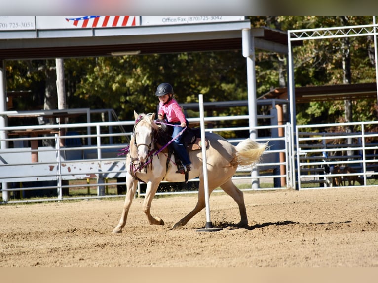 American Paint Horse Klacz 6 lat 152 cm  in Slocum, TX