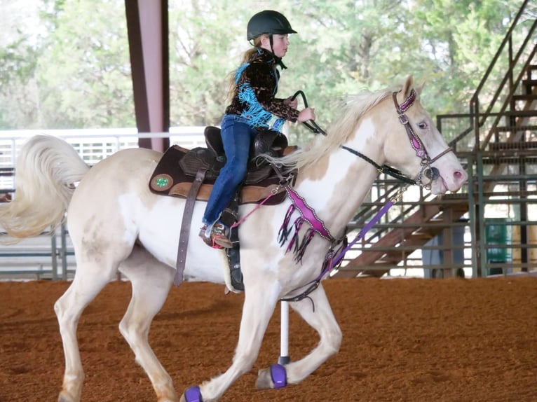 American Paint Horse Klacz 6 lat 152 cm  in Slocum, TX