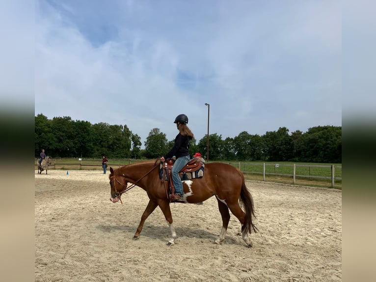 American Paint Horse Klacz 6 lat 154 cm Overo wszelkich maści in Geeste