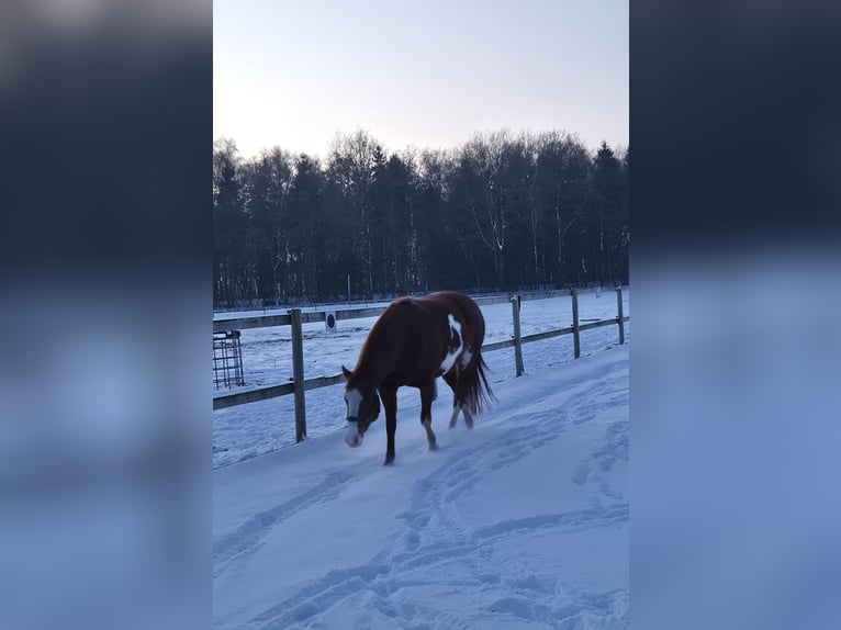 American Paint Horse Klacz 6 lat 154 cm Overo wszelkich maści in Geeste