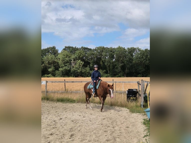 American Paint Horse Klacz 6 lat 154 cm Overo wszelkich maści in Geeste