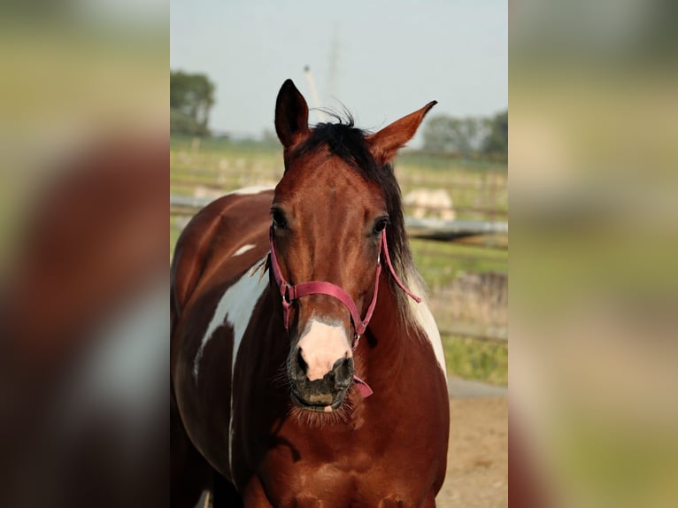 American Paint Horse Klacz 6 lat 155 cm Gniada in Zandvoorde