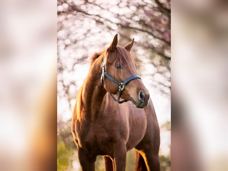 American Paint Horse Klacz 6 lat 159 cm Kasztanowata in Eexterveenschekanaal