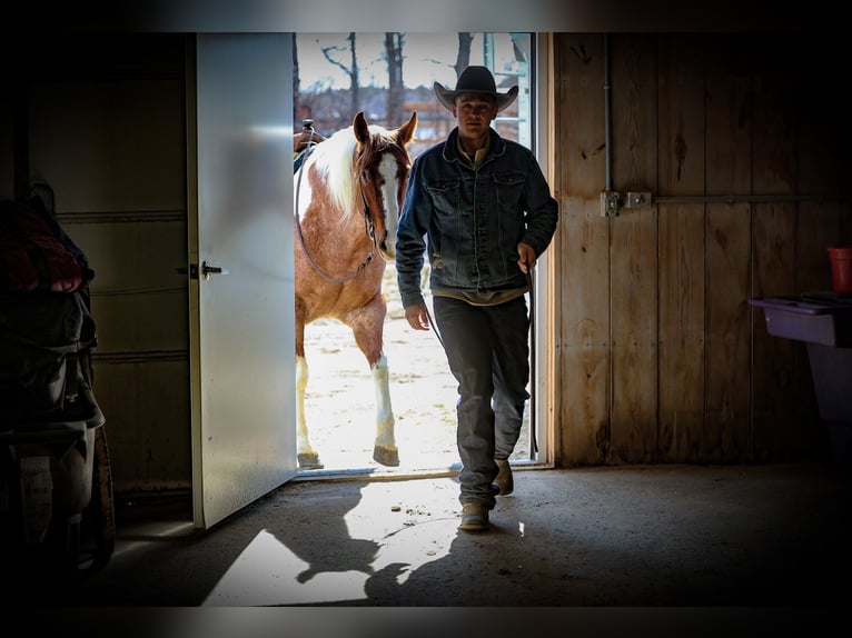 American Paint Horse Klacz 6 lat 160 cm Kasztanowatodereszowata in Cannon Falls