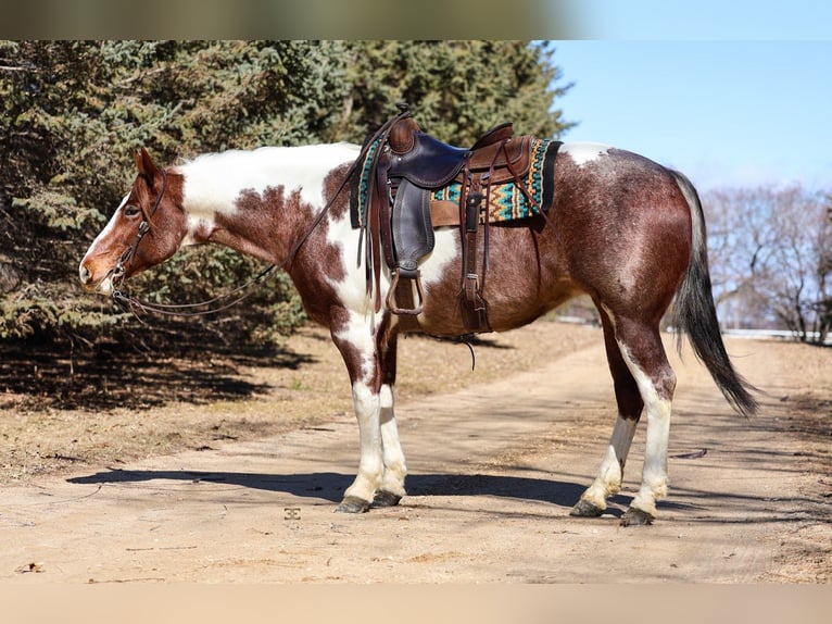 American Paint Horse Klacz 6 lat 160 cm Kasztanowatodereszowata in Cannon Falls