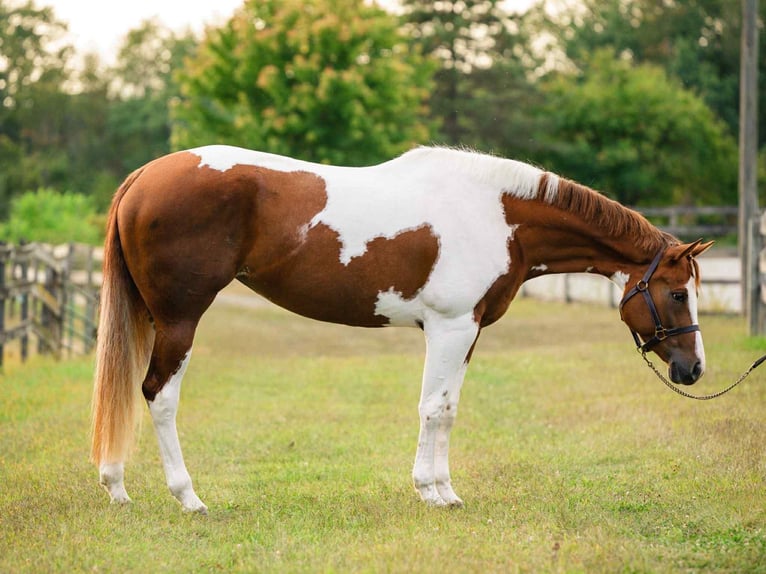American Paint Horse Klacz 6 lat 165 cm Tobiano wszelkich maści in New Holland